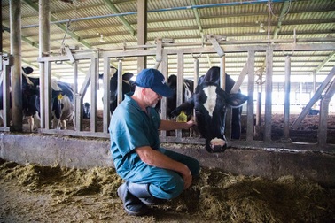 Sữa tươi sạch TH true MILK A2:  “Quả ngọt” của nông nghiệp công nghệ cao