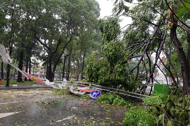Đang chạy xe trên đường, bị cây đổ đè chết