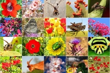 Đa dạng sinh học trên toàn cầu giảm xuống dưới ngưỡng an toàn