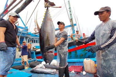 Người Hàn Quốc chi gần 6 triệu USD/tháng để ăn cá ngừ Việt Nam