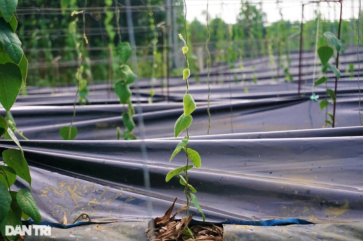 Thu tiền tỷ nhờ trồng loài cây dại, càng nắng nóng càng hái ra tiền - 4 Thu tiền tỷ nhờ trồng loài cây dại, càng nắng nóng càng hái ra tiền - 4