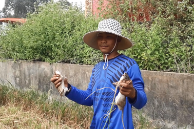 Cà Mau: Nhộn nhịp cảnh bắt chuột đồng trước thềm năm ông Tý