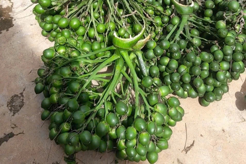 Cây trồng chơi chơi mang lại thu nhập hàng trăm triệu đồng cho nông dân - 3