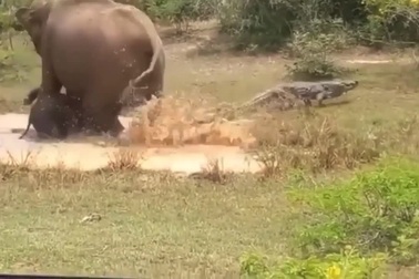 Voi mẹ đuổi cá sấu để giành hồ nước cho con