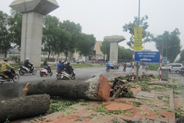 Thư ngỏ gửi Chủ tịch TP Hà Nội về 6.700 cây xanh sẽ bị chặt hạ