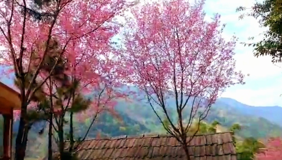 Ngắm hoa anh đào bung nở làm say đắm lòng người nơi miền biên viễn - 3 Ngắm hoa anh đào bung nở làm say đắm lòng người nơi miền biên viễn - 3