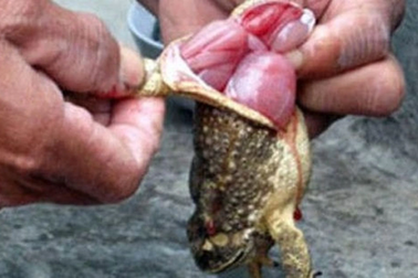 Nhặt vật lạ về ăn, 2 chị em ruột tử vong