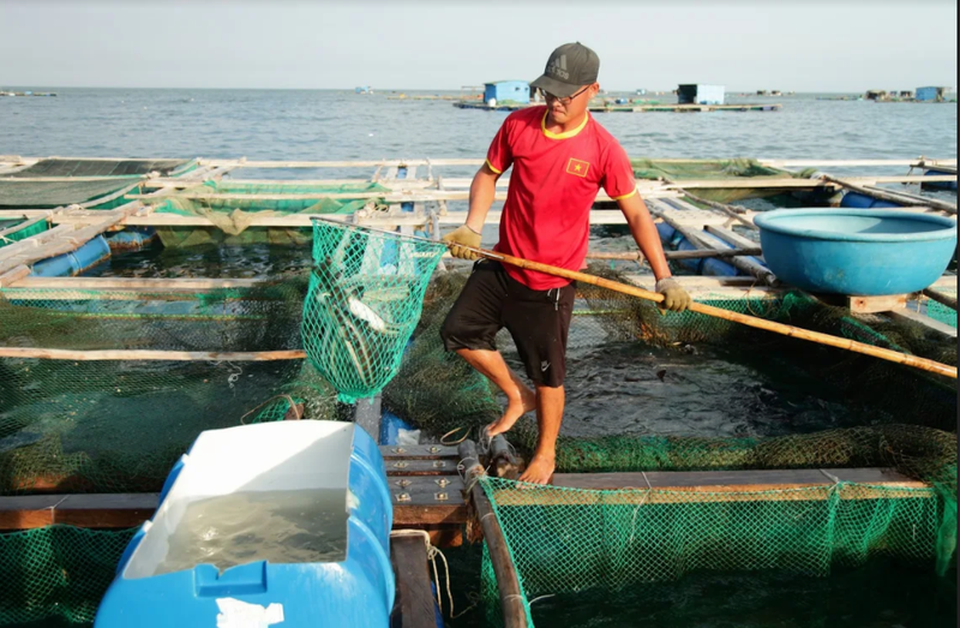 Về Ninh Thuận ra làng bè Đông Hải xem tắm cá - 12 Về Ninh Thuận ra làng bè Đông Hải xem tắm cá - 12