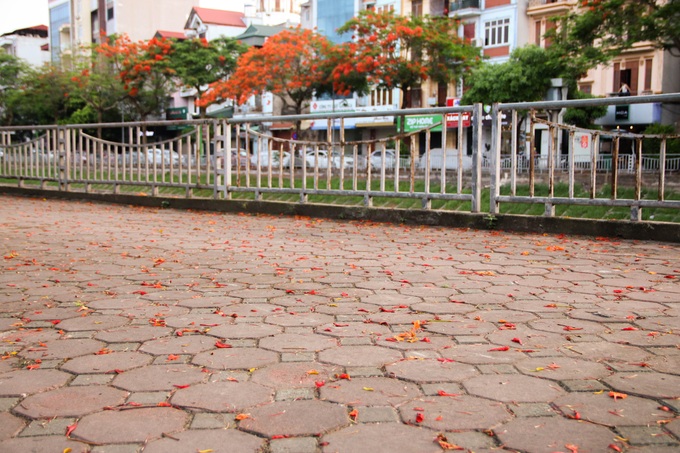 Sắc màu tuổi học trò của bộ đôi Phượng Vỹ - Bằng Lăng trong buổi chiều nắng hè dịu dàng - Ảnh 5. Sắc màu tuổi học trò của bộ đôi Phượng Vỹ - Bằng Lăng trong buổi chiều nắng hè dịu dàng - Ảnh 5.