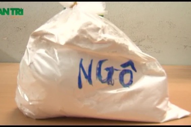 Giật mình với mánh khóe làm ra 10 lít sữa ngô chỉ bằng… 5 bắp ngô