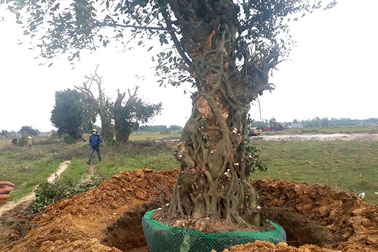 Dân làng bất bình phản đối việc bán 3 cây cổ thụ