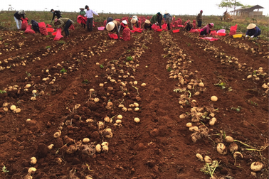 Hành trình 10 năm trồng khoai tây bền vững của nhà nông Đơn Dương