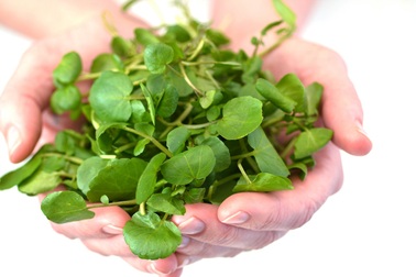 Ăn loại rau này mỗi ngày giúp ngăn ung thư phát triển