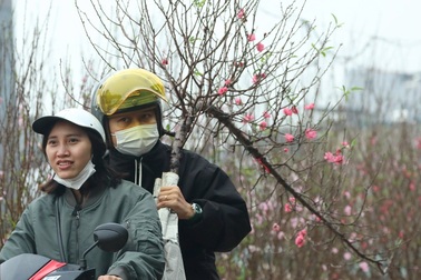 Hoa đào xuống phố báo hiệu xuân đang về