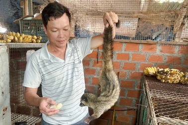 Cử nhân bỏ việc phòng lạnh về quê nuôi chồn, "bỏ túi" trăm triệu mỗi năm