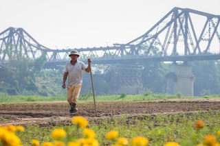 Dậy từ 3h, vượt 30km chụp ảnh "sống ảo" ở vườn hoa cúc chân cầu Long Biên - 12