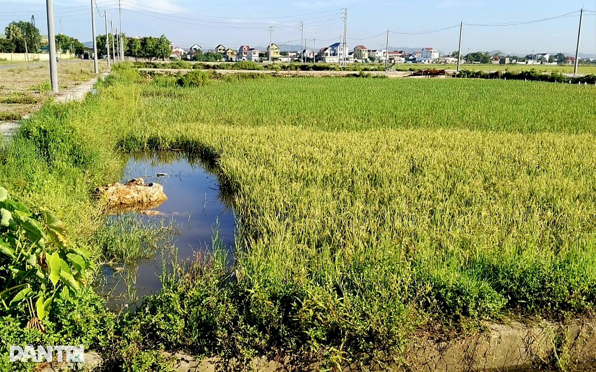 Cận cảnh khu vực em trai phó chủ tịch huyện trúng đấu giá 23 lô đất - 6