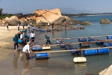 Quảng Ngãi:  Gần 10 tỷ đồng hỗ trợ người nuôi cá chuyển đổi nghề