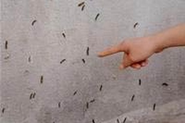 Sâu róm tấn công Bảo Lộc