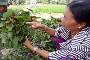 Rau xấu, quả sâu: Mốt tiêu dùng thời nhiễm độc