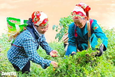 Loại cây dại mọc trên rừng, không mất công trồng lại cho thu nhập khá