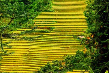 Quyến rũ ruộng bậc thang Sa Pa mùa lúa chín