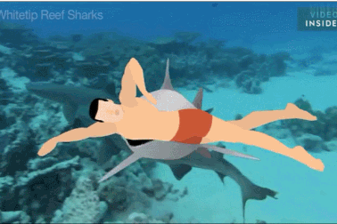 Sẽ thế nào nếu Michael Phelps bơi thi với cá mập?