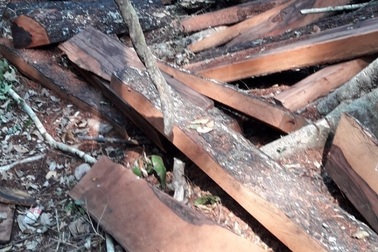 Tiết lộ bất ngờ về chân tướng nhóm lâm tặc phá rừng gỗ quý ở Phong Nha - Kẻ Bàng