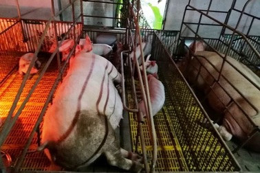 Dịch tả lợn châu Phi “nhảy cóc” ở Nghệ An, diễn biến phức tạp