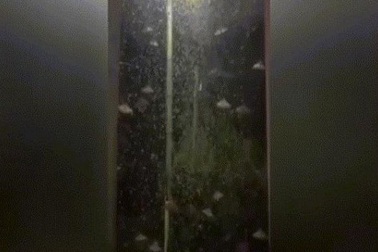 Kinh dị cảnh hàng nghìn bướm đêm xâm chiếm thị trấn Pháp