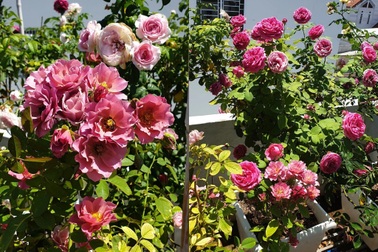 Chồng đảm ở Nha Trang chăm sóc trăm gốc hoa hồng rực rỡ tặng vợ