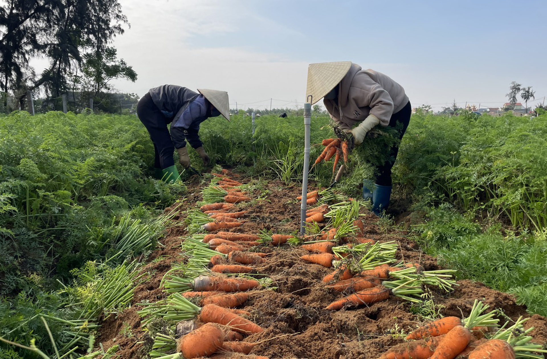 Nông dân lãi đậm nhờ liều trồng cà rốt vượt bão - 6
