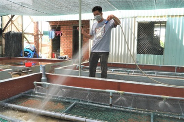 Nuôi lươn không bùn, anh nông dân miền Tây "đút túi"nửa tỷ đồng mỗi năm