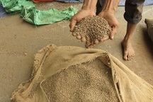 Thấy gì từ vụ “kho cà phê” cầm cố 7 ngân hàng?