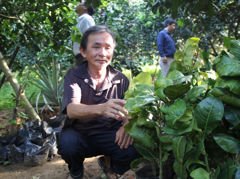 Nông dân Hoài Ân đổi đời nhờ trồng bưởi da xanh - 3 Nông dân Hoài Ân đổi đời nhờ trồng bưởi da xanh - 3