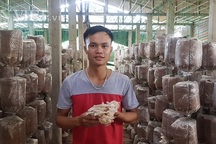 Chán lương công nhân, 9X về trồng nấm, kiếm 30 triệu/tháng