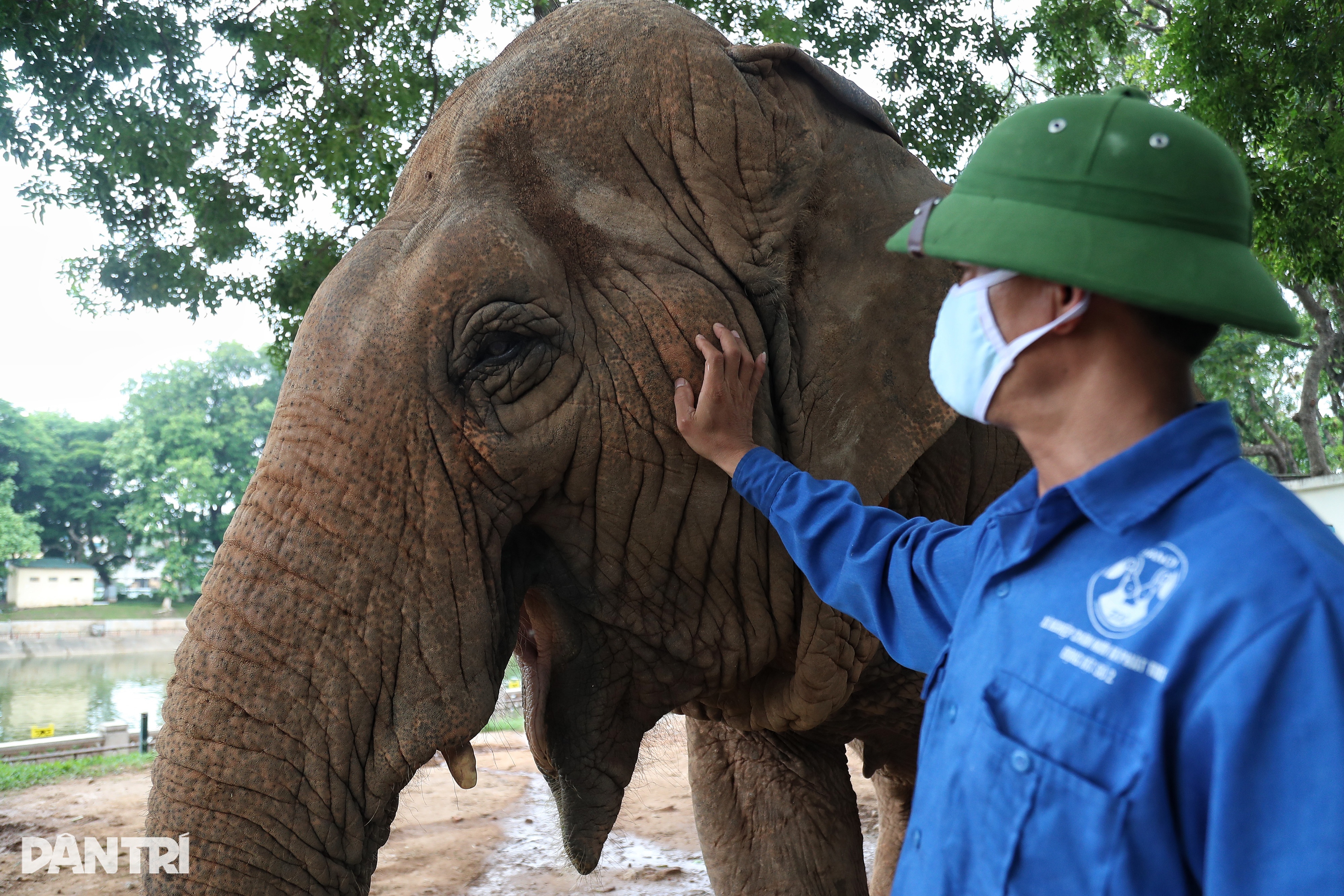 Is it possible to return two chained elephants in Thu Le to their homes? - 5 Trả 2 con voi bị xích chân ở Thủ Lệ về nhà liệu có khả thi? - 5