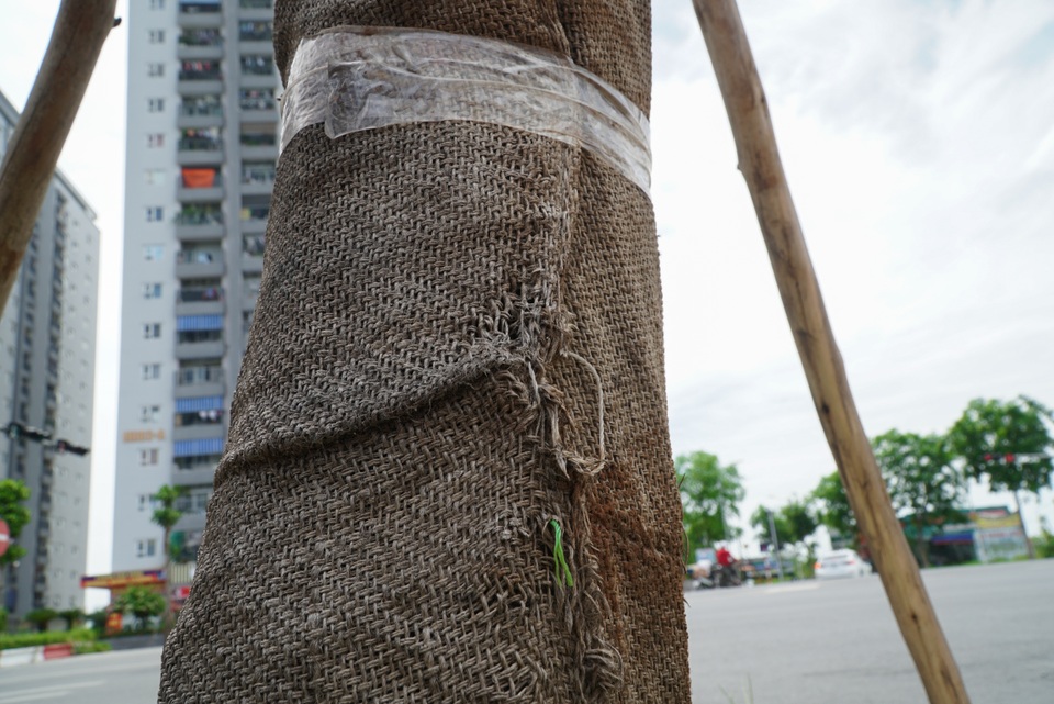 Hàng loạt cây xanh chết khô trên con đường đẹp nhất nhì Hà Nội - 6 Hàng loạt cây xanh chết khô trên con đường đẹp nhất nhì Hà Nội - 6