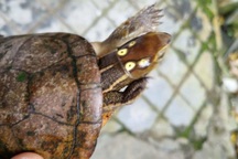 Rùa 4 mắt kỳ lạ đi lạc vào nhà dân tại Huế