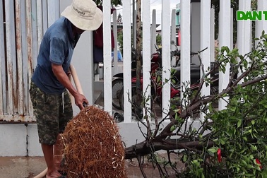 Thủ phủ quất miền Trung tất bật chăm sóc "quất xác" sau Tết