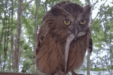 Chim cú cá quý hiếm ở Vườn quốc gia Mũi Cà Mau