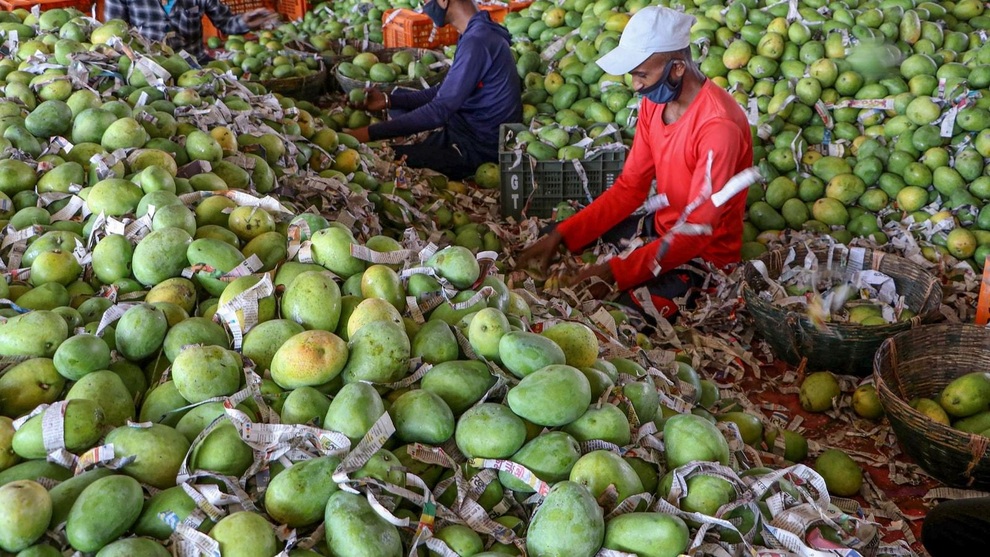 Gia đình kiếm bộn tiền nhờ giống xoài cho trái khổng lồ - 4 Gia đình kiếm bộn tiền nhờ giống xoài cho trái khổng lồ - 4