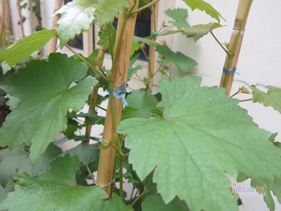 Từ gốc nho bạn tặng, nông dân Sài Gòn thu 500 triệu đồng/năm - 11