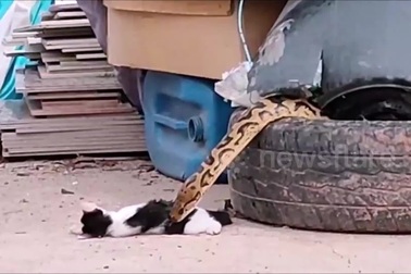 Chủ nhân chết lặng đứng nhìn trăn cỡ lớn nuốt chửng mèo cưng