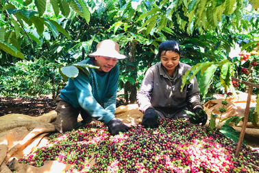 Gia Lai: Nông dân tất bật vào vụ thu hoạch cà phê