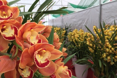 Người Việt đem 82 tỷ đồng mua hoa, cây cảnh Trung Quốc về trưng Tết