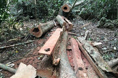 Vườn quốc gia Cúc Phương đang “chảy máu”