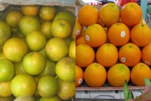 Cam Trung Quốc đội lốt cam Vinh dù đã vào cuối mùa