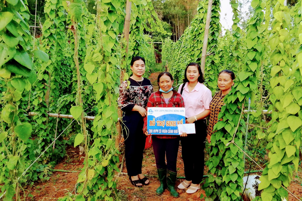 Growing ginseng varieties to get leaves, husband and wife in Binh Dinh earn unexpected profits - 2