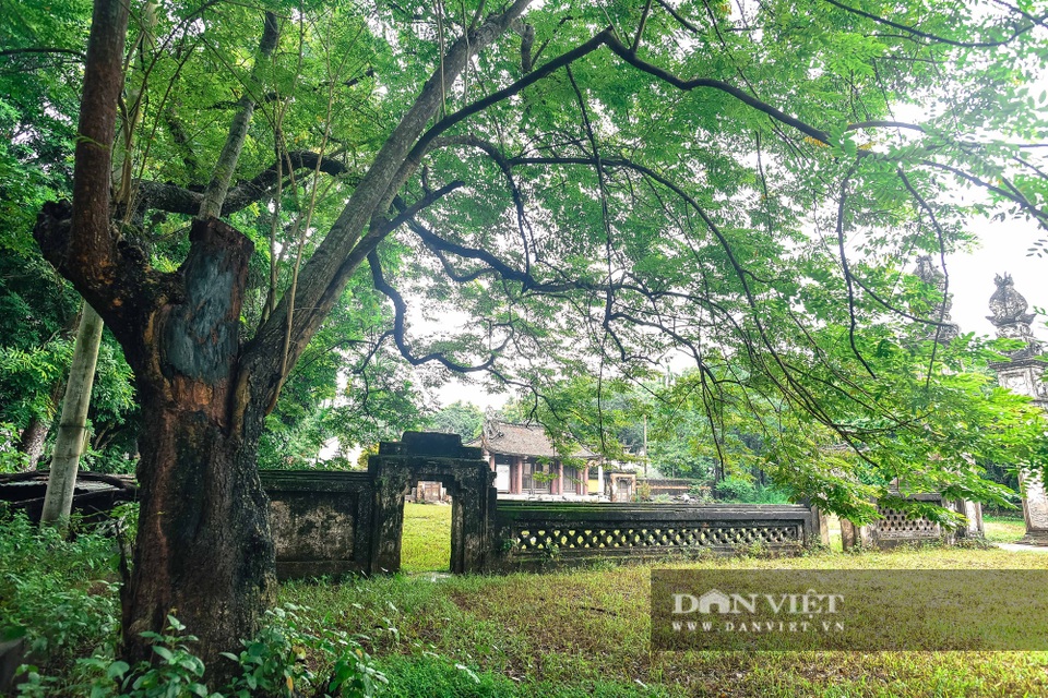 Chiêm ngưỡng cây sưa trăm tuổi ở Hà Nội, trả 60 tỷ đồng không bán - 1